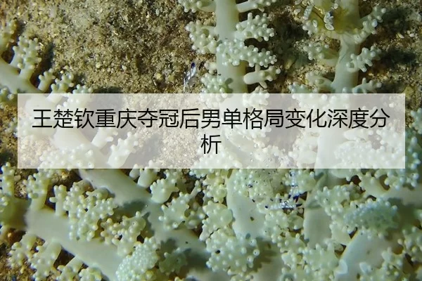 王楚钦重庆夺冠后男单格局变化深度分析